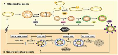 A Review of ApoE4 Interference Targeting Mitophagy Molecular Pathways for Alzheimer's Disease